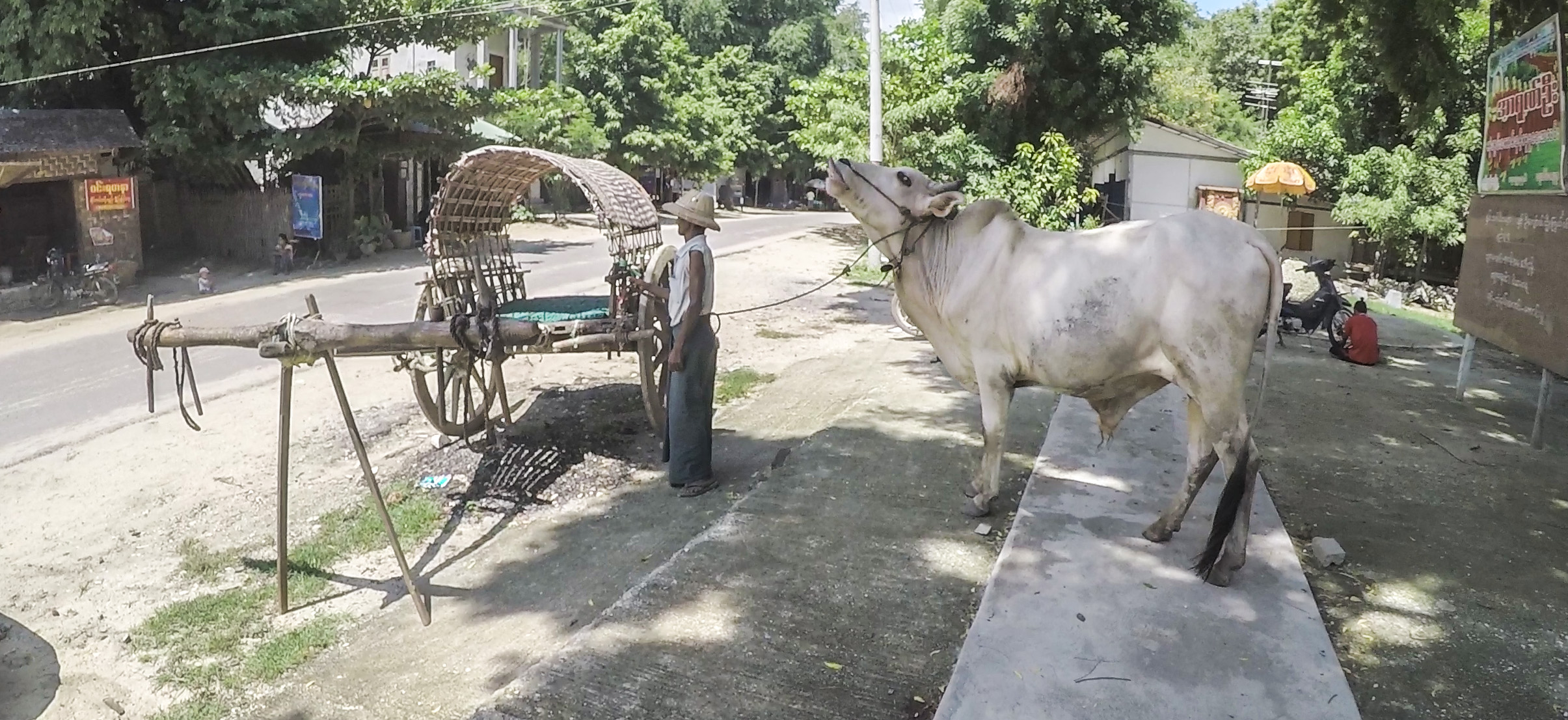 Birmanie Mandalay Buffalo 001