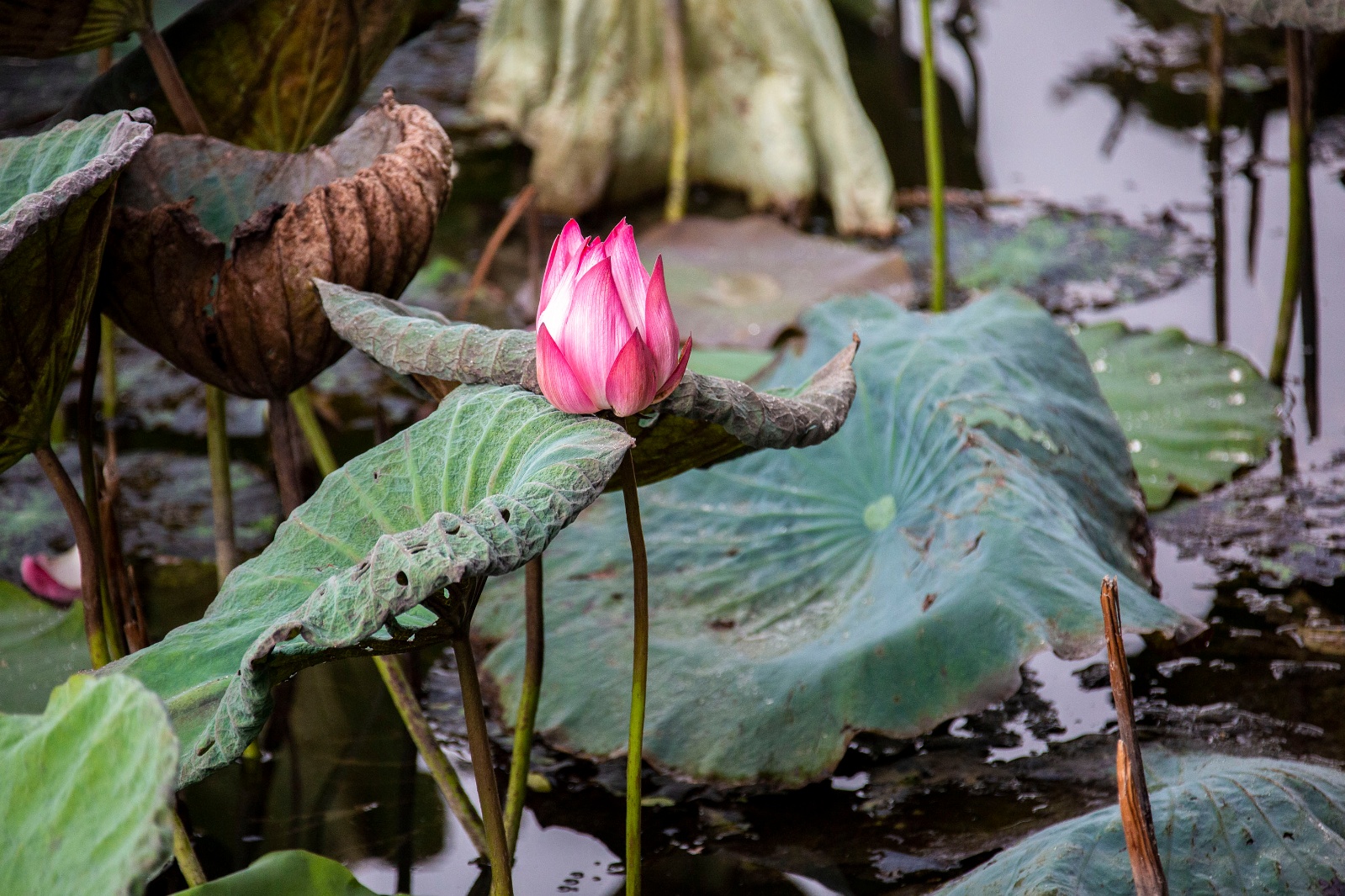 Lotus001
